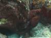 114 - Dive4-4 Rob's Reef