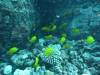 103 - Dive5-1 Amphitheatre