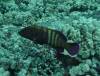 Album: Dive6-2 Turtle Pinnacle