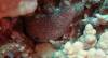 102 - Dive6-2 Turtle Pinnacle