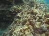 107 - Dive6-2 Turtle Pinnacle