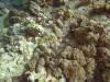 108 - Dive6-2 Turtle Pinnacle