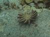 110 - Dive6-2 Turtle Pinnacle
