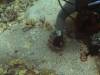 111 - Dive6-2 Turtle Pinnacle
