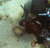 112 - Dive6-2 Turtle Pinnacle