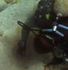 113 - Dive6-2 Turtle Pinnacle