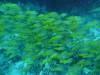 100 - Dive1-2 85ft Pinacle