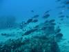 101 - Dive1-2 85ft Pinacle
