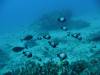 102 - Dive1-2 85ft Pinacle