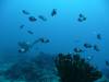 104 - Dive1-2 85ft Pinacle