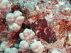 105 - Dive1-2 85ft Pinacle