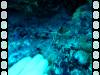 106 - Dive1-2 85ft Pinacle