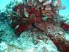 107 - Dive1-2 85ft Pinacle