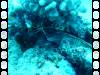 108 - Dive1-2 85ft Pinacle
