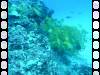 109 - Dive1-2 85ft Pinacle