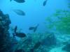 110 - Dive1-2 85ft Pinacle