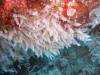 111 - Dive1-2 85ft Pinacle