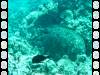109 - Dive2-3 Third Tank