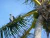 300 - Half-Moon Caye-307 Half-Moon Caye