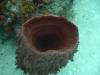105 - Dive1-1 Long Caye Ridge