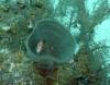 107 - Dive1-1 Long Caye Ridge