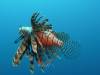 109 - Dive1-1 Long Caye Ridge