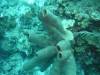 110 - Dive1-1 Long Caye Ridge