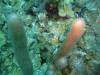 112 - Dive1-1 Long Caye Ridge