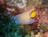 113 - Dive1-1 Long Caye Ridge