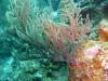 115 - Dive1-1 Long Caye Ridge