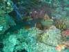 116 - Dive1-1 Long Caye Ridge