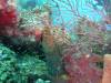 117 - Dive1-1 Long Caye Ridge