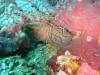 118 - Dive1-1 Long Caye Ridge