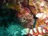 119 - Dive1-1 Long Caye Ridge