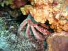 122 - Dive1-1 Long Caye Ridge