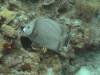 123 - Dive1-1 Long Caye Ridge