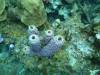 124 - Dive1-1 Long Caye Ridge