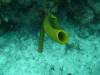 125 - Dive1-1 Long Caye Ridge