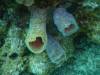 126 - Dive1-1 Long Caye Ridge
