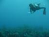 128 - Dive1-1 Long Caye Ridge