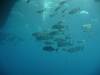 129 - Dive1-1 Long Caye Ridge