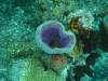 100 - Dive1-2 Long Caye Ridge