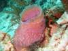 101 - Dive1-2 Long Caye Ridge