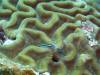 107 - Dive1-2 Long Caye Ridge