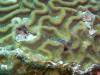 108 - Dive1-2 Long Caye Ridge