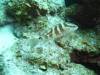 110 - Dive1-2 Long Caye Ridge