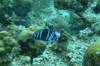 112 - Dive1-2 Long Caye Ridge