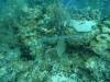 113 - Dive1-2 Long Caye Ridge