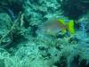 115 - Dive1-2 Long Caye Ridge