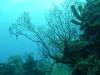 117 - Dive1-2 Long Caye Ridge